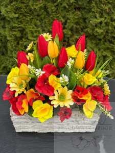 Stroik w ozdobnej donicy "Kolory Słońca"