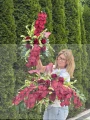 Zestaw: Kompozycja " Burgundowa Elegancja" + bukiet